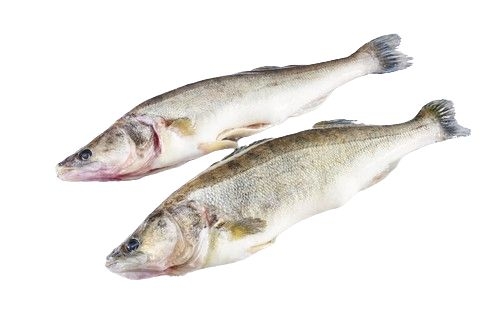 Ryby a mořské plody - Candát celý kuchaný - cca 1000 g