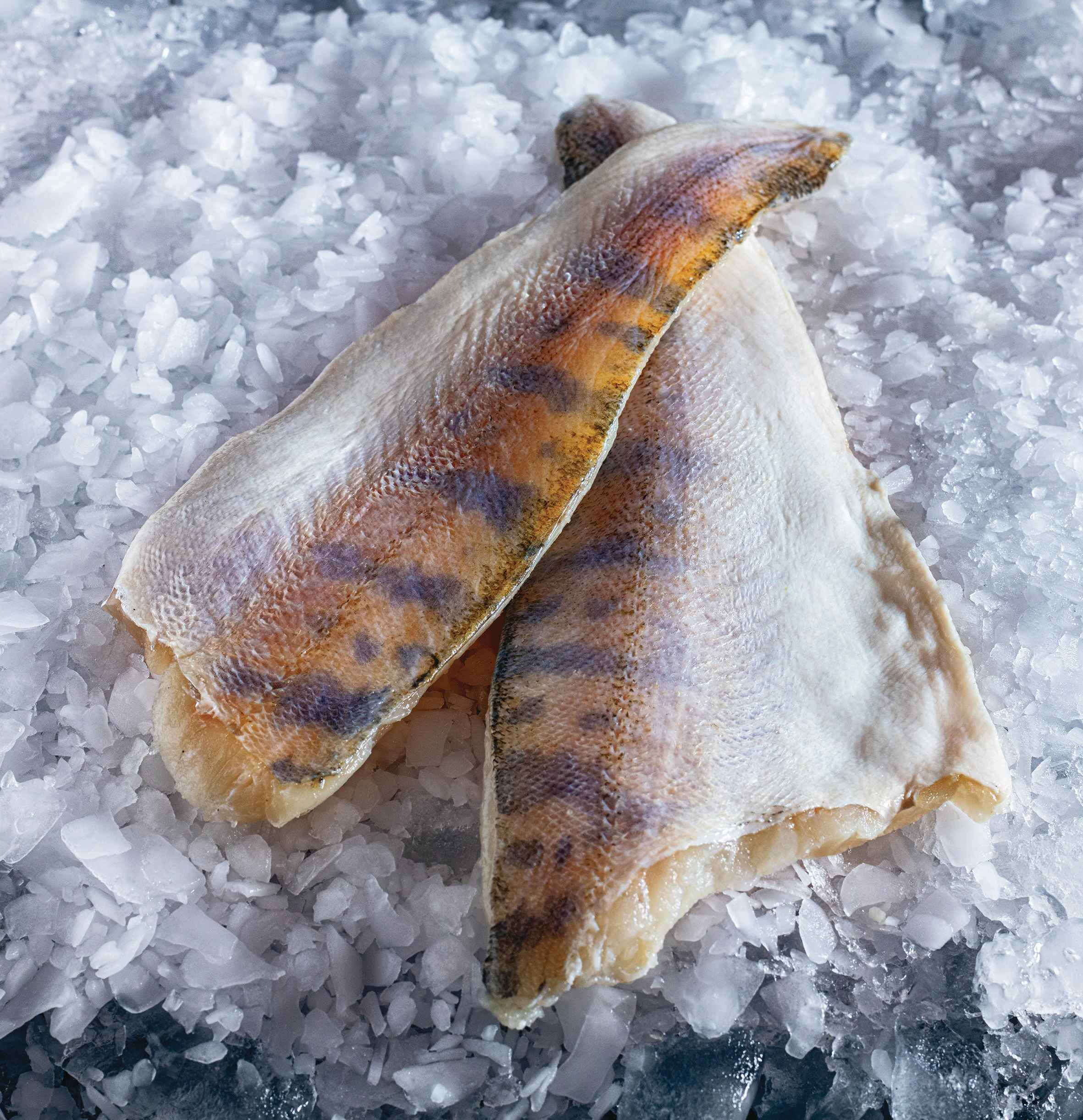 Candát filet s kůží - cca 250 g-3