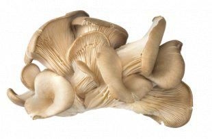 Ovoce a zelenina - České Houby Hlíva ústřičná balená 300 g