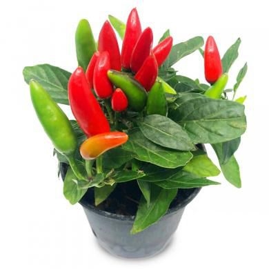 Ovoce a zelenina - Chilli papriky v květináči 1ks