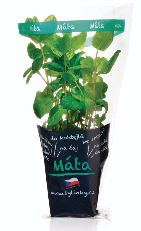Ovoce a zelenina - Máta v květináči 1 ks