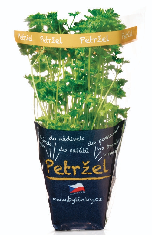 Ovoce a zelenina - Petržel kadeřavá v květináči 1 ks