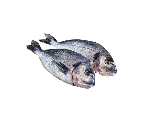 Ryby a mořské plody - Pražma královská kuchaná - cca 300 g