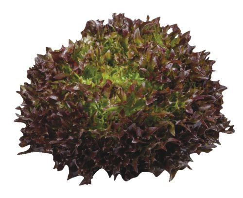Ovoce a zelenina - Salát Crispy červený 1ks