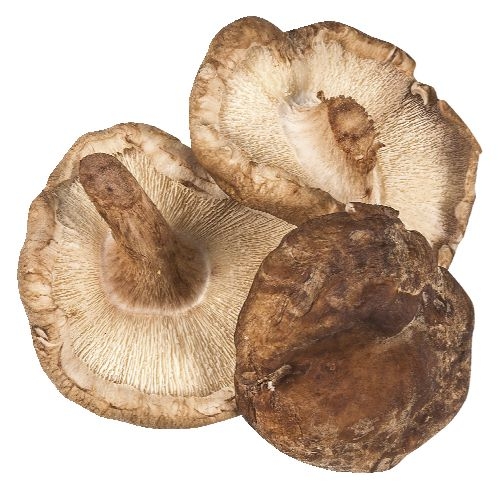 Trvanlivé potraviny - Shi-ta-ke 50 g