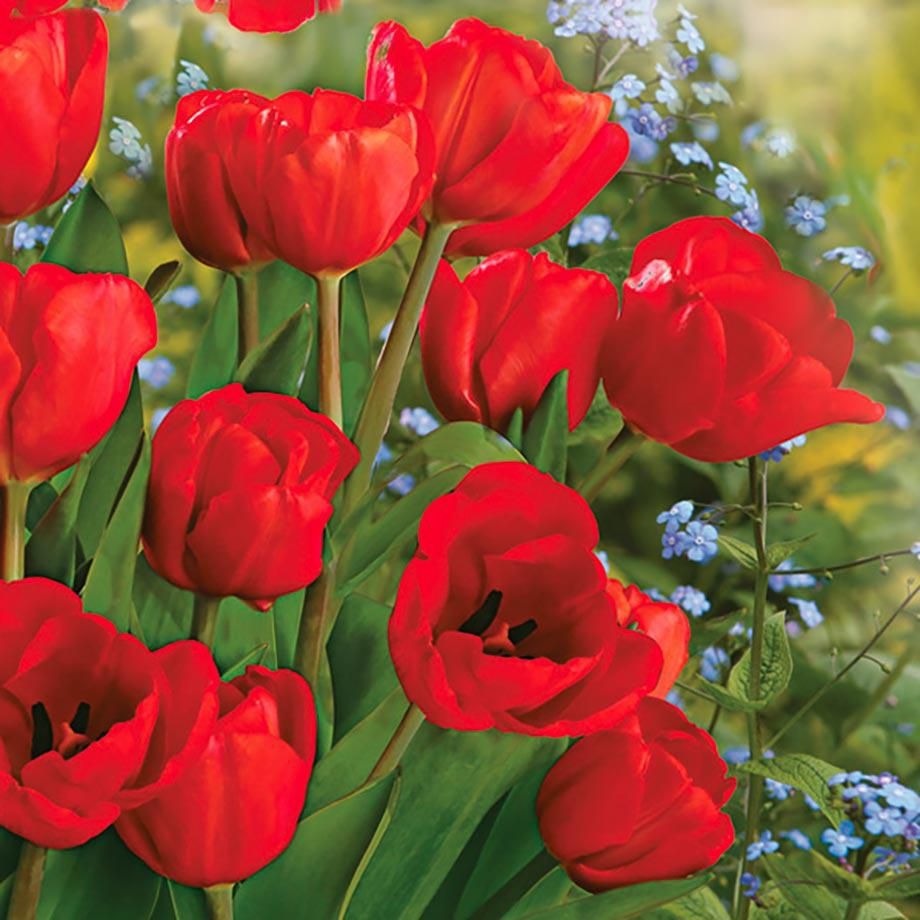 Domácnost a Zahrada - Ubrousky Daisy Bunch of Red Tulips, 33x33 cm, 3vr 20 ks